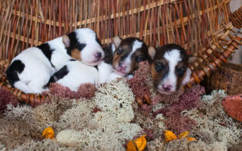 Wire Fox Terrier Puppies For Sale