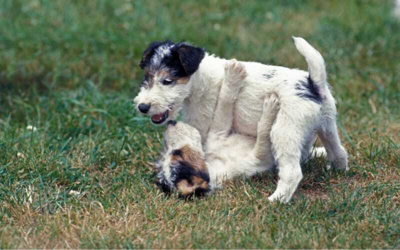 Wire Fox Terrier Puppy For Sale