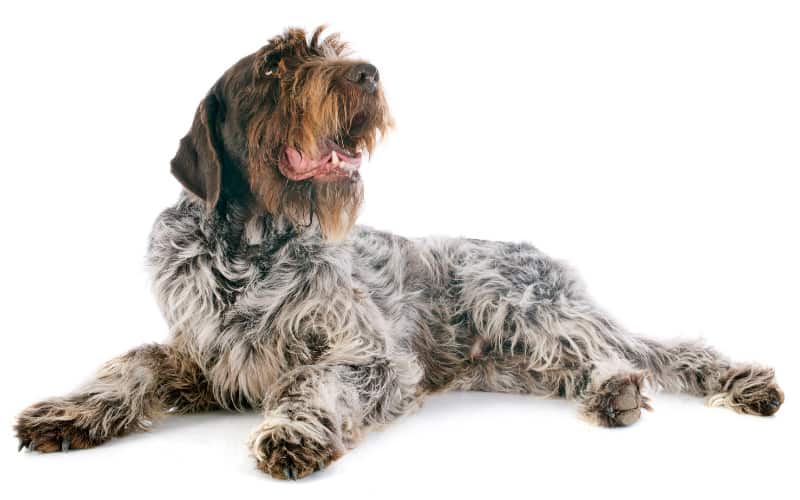 Wirehaired Pointing Griffon Puppies For Sale