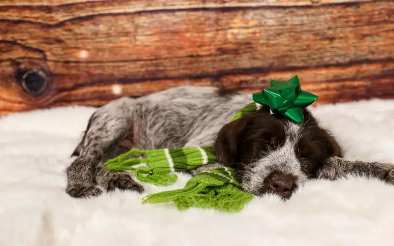 Wirehaired Pointing Griffon Puppy For Sale
