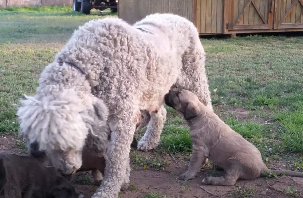 Wolfadoodle Puppy With Mom