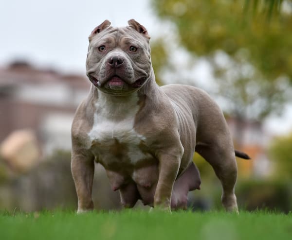 XL American Bully Puppies For Sale