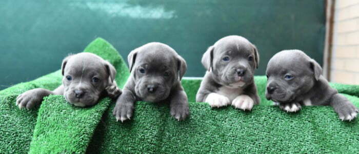 XL American Bully Puppy For Sale