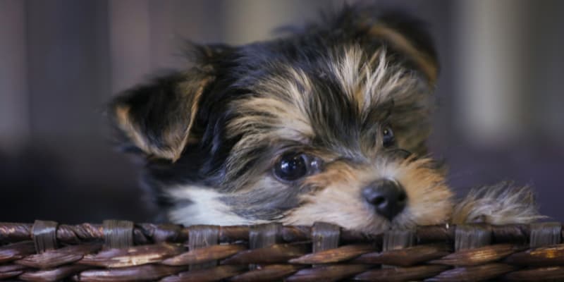 Yochon Puppy For Sale