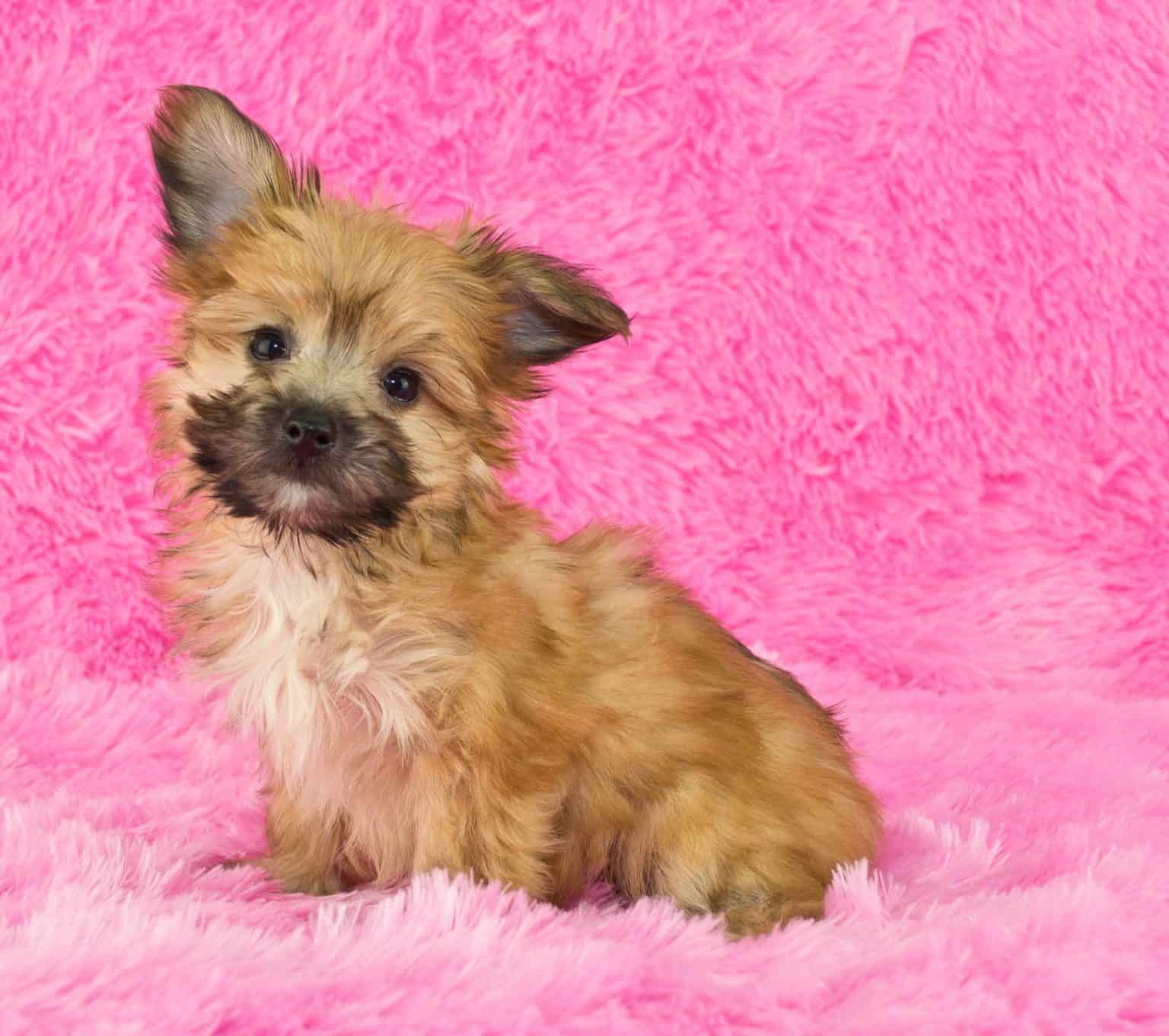 All About The Yorkshire Terrier Poodle Mix Aka The Yorkipoo Dogable   Yorkie Poo 1536x1360 