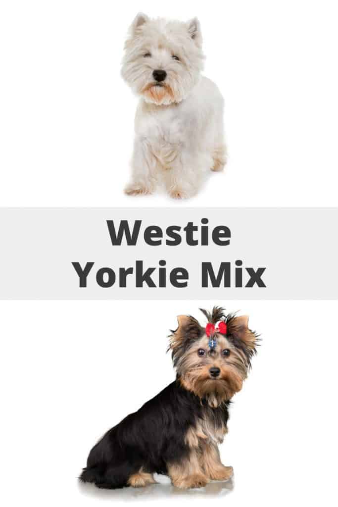 Yorkie Westie Mix