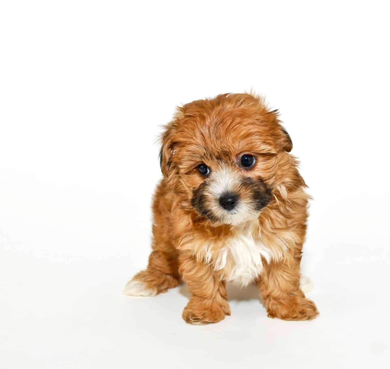 All about the Yorkshire Terrier Poodle Mix aka the Yorkipoo Dogable